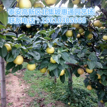 哪里的愛宕梨苗便宜