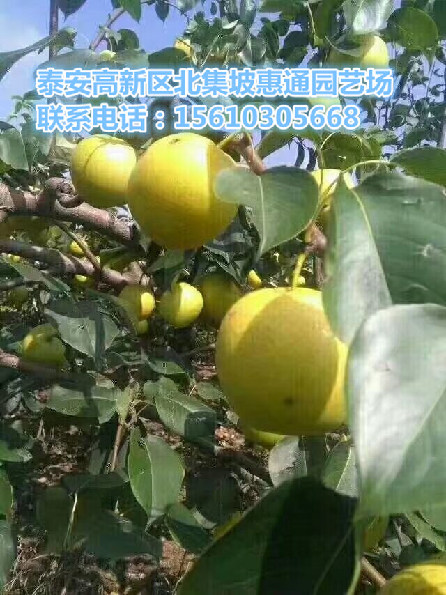 北京彩虹梨苗價格