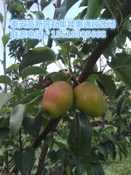 西藏愛宕梨苗價格