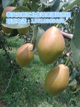 晚秋黃梨苗價格、晚秋黃梨苗露天可以栽植嗎