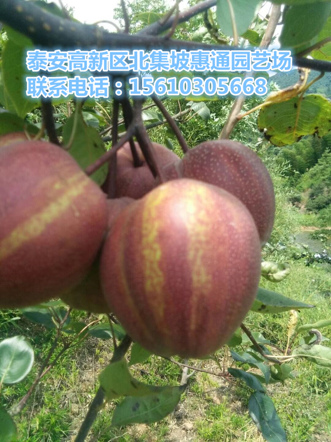 五公分梨樹苗上車價