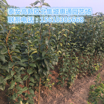 庫爾勒香梨苗價格、庫爾勒香梨苗哪里有賣