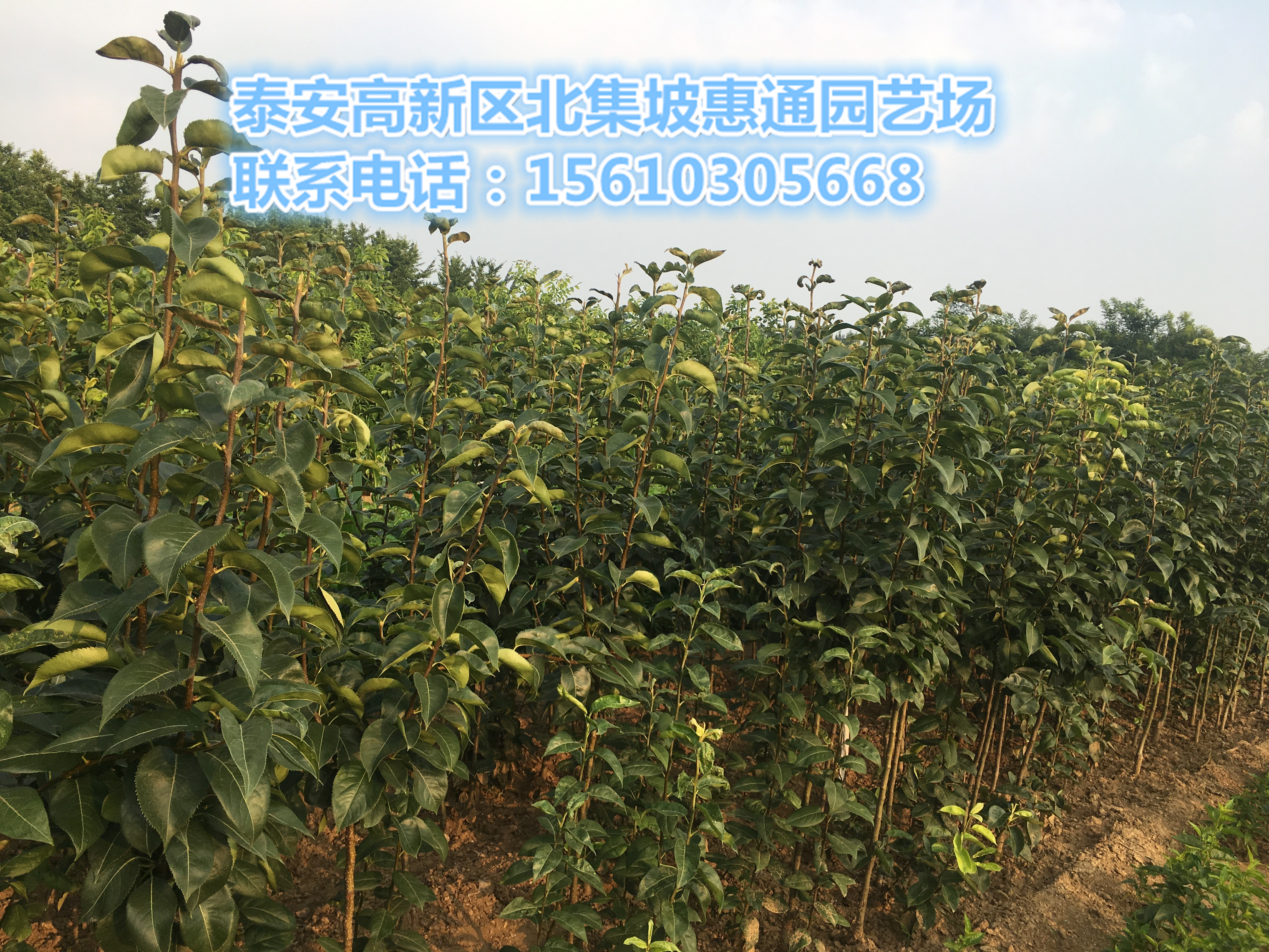 北京彩虹梨苗價格