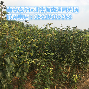 廣西早熟梨苗價(jià)格