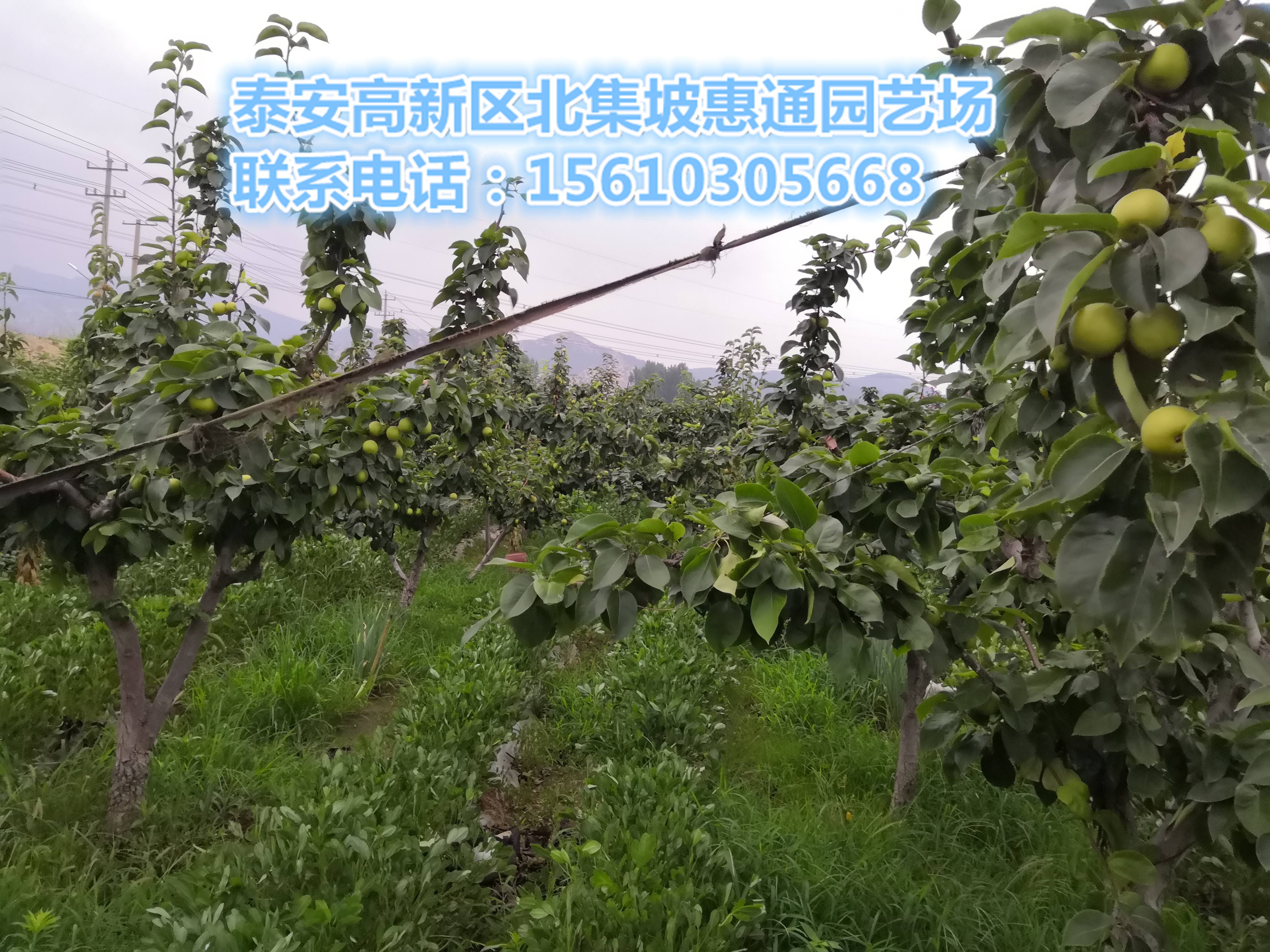 上海晚秋黃梨苗價格、晚秋黃梨苗報價