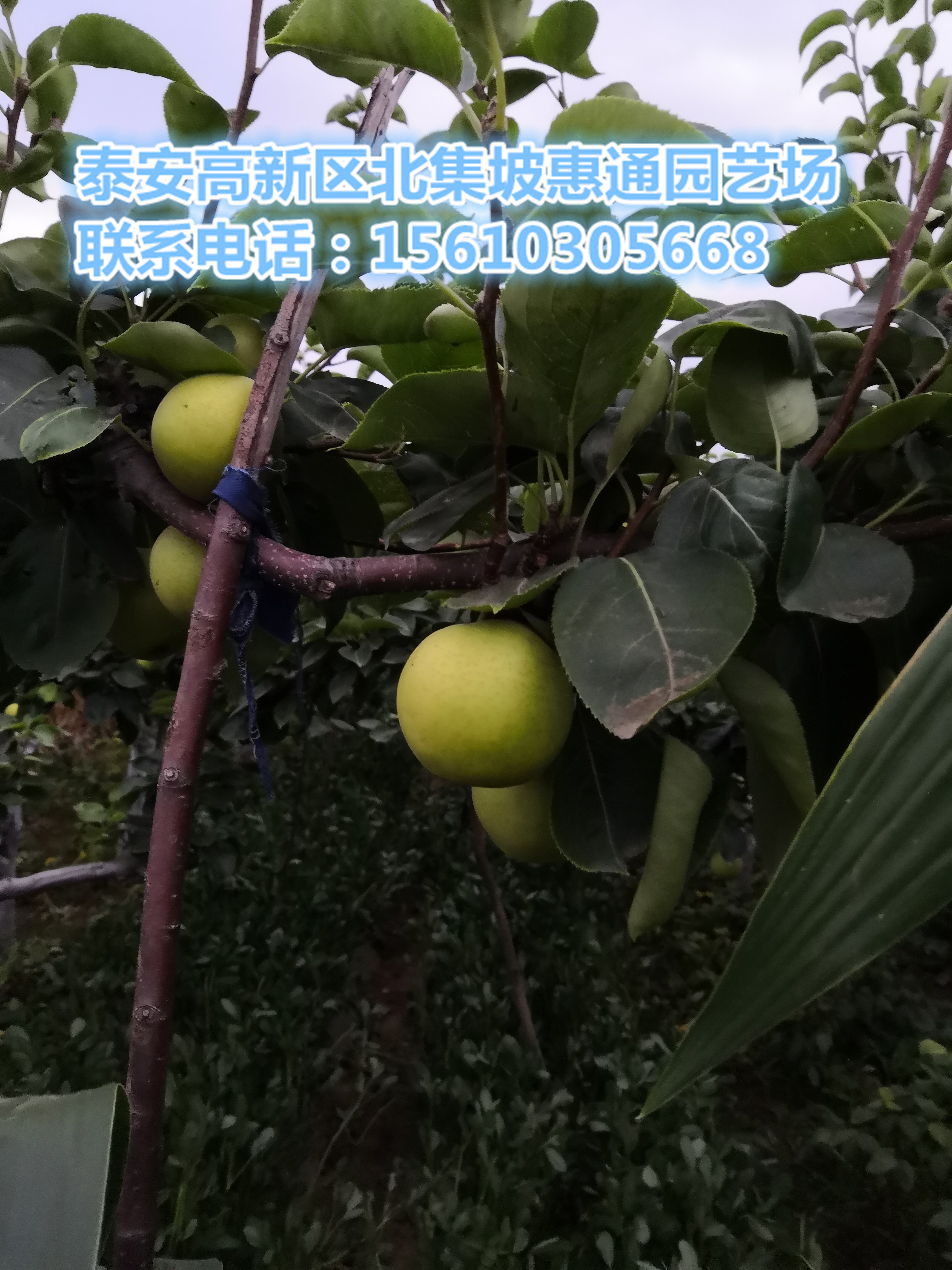 黃金梨苗價(jià)格、黃金梨苗占地苗