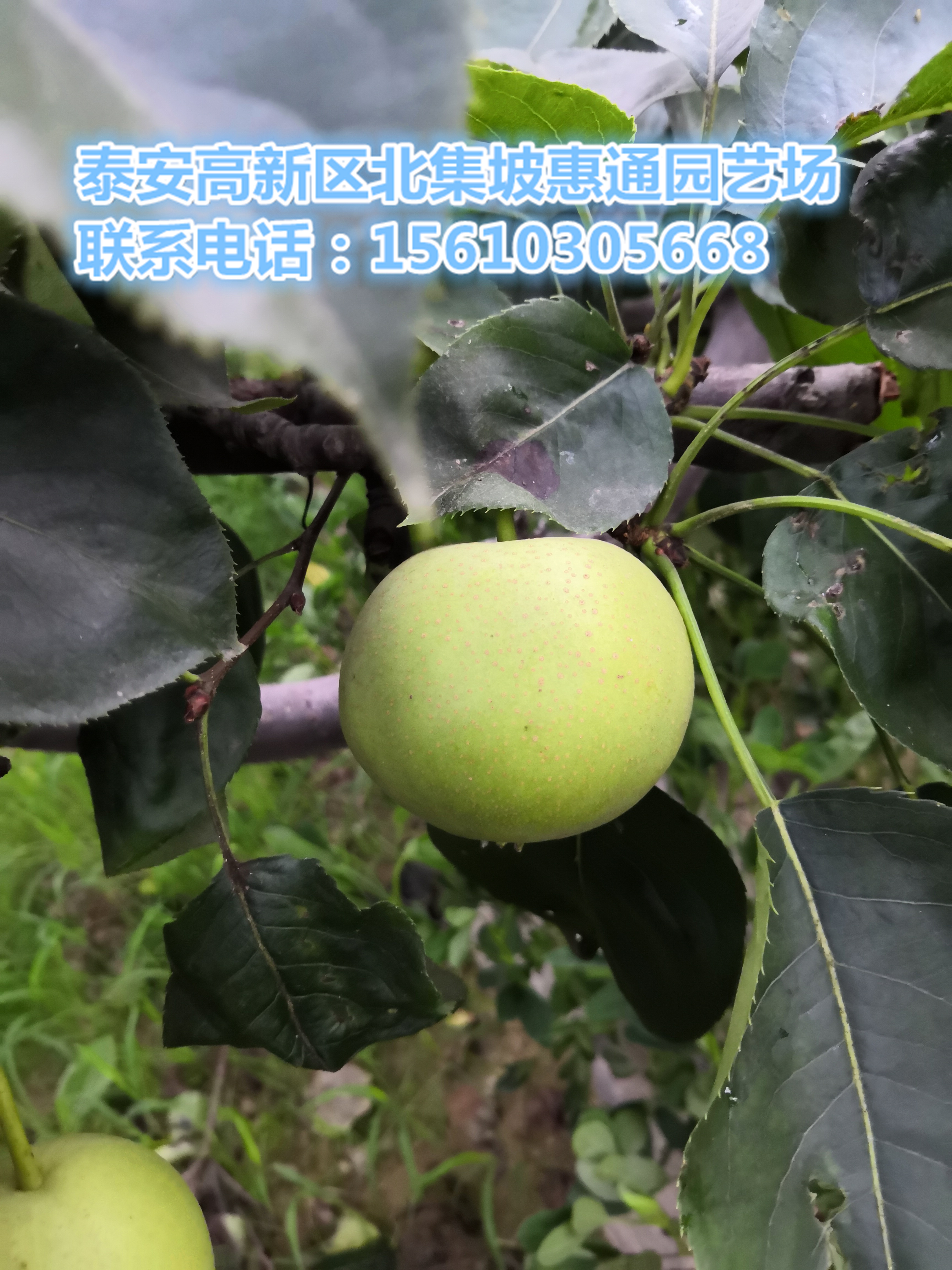 翠冠梨苗價(jià)格、翠冠梨苗畝產(chǎn)量