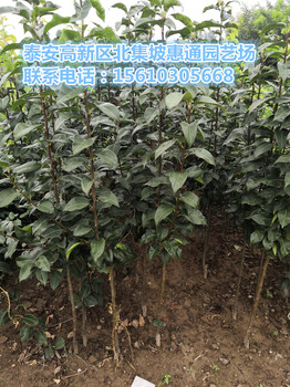 四川早紅考密斯梨苗價(jià)格