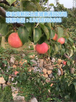 黃金梨苗價(jià)格、黃金梨苗2018生產(chǎn)廠家