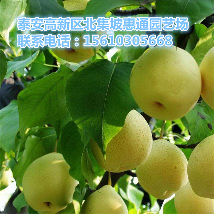 河南中華紅梨苗價(jià)格