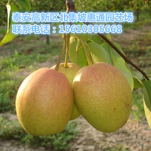 三公分梨樹樹價格、三公分梨樹樹2018報價