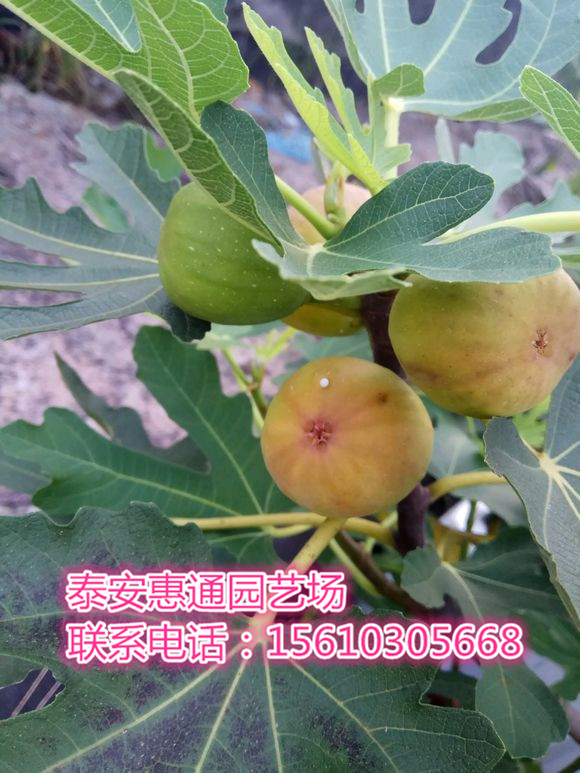 遼寧新疆早黃無(wú)花果苗果多大
