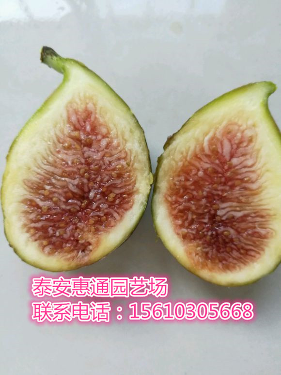 上海特斯拉無花果苗多長時(shí)間到貨