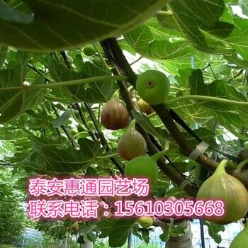 廣東日本紫果無花果苗多久結果
