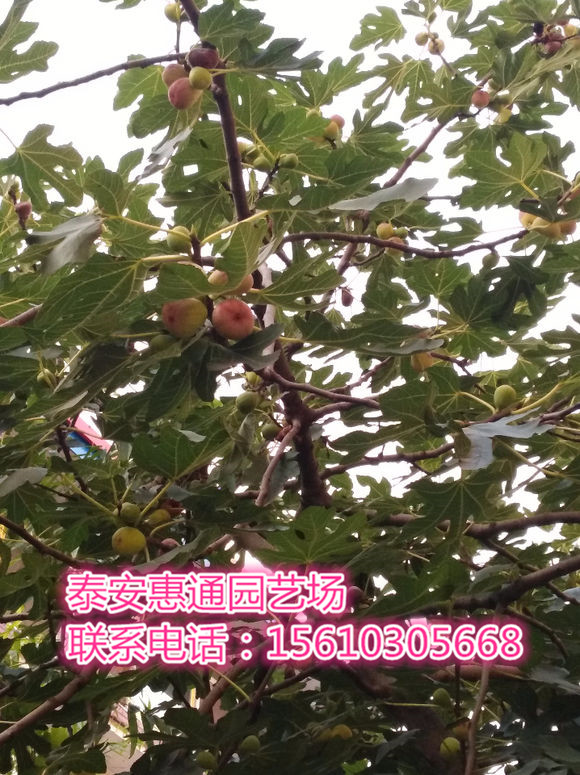 江西金傲芬無花果苗2017價格