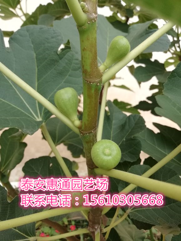 一棵青皮无花果苗多少钱