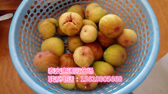 山東瑪斯義陶芬無(wú)花果苗出售價(jià)格