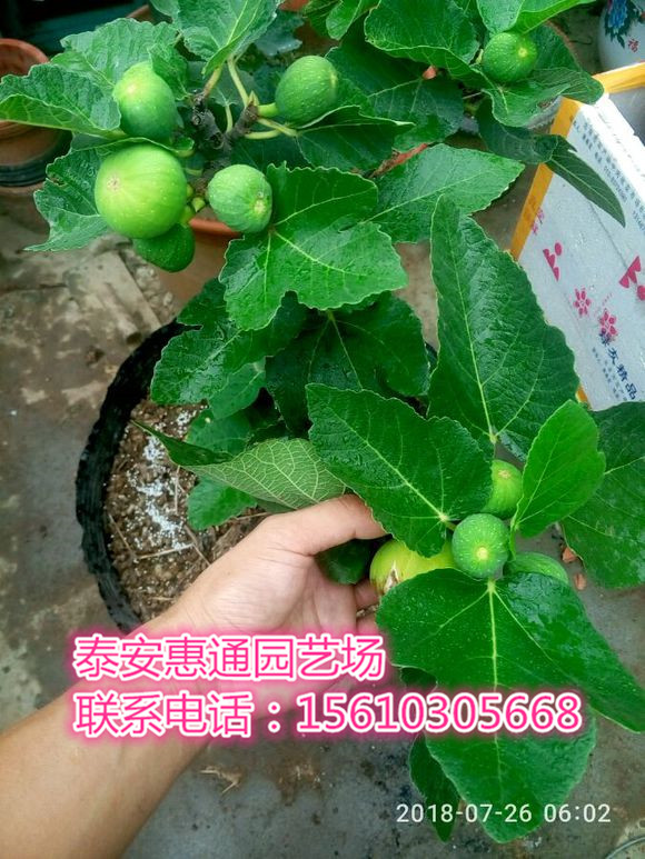 福建青皮無花果苗品質(zhì)介紹