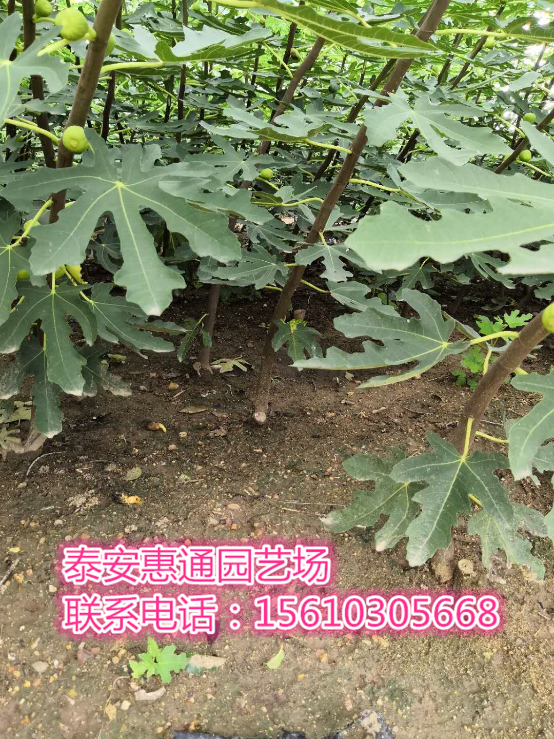 遼寧新疆早黃無(wú)花果苗果多大