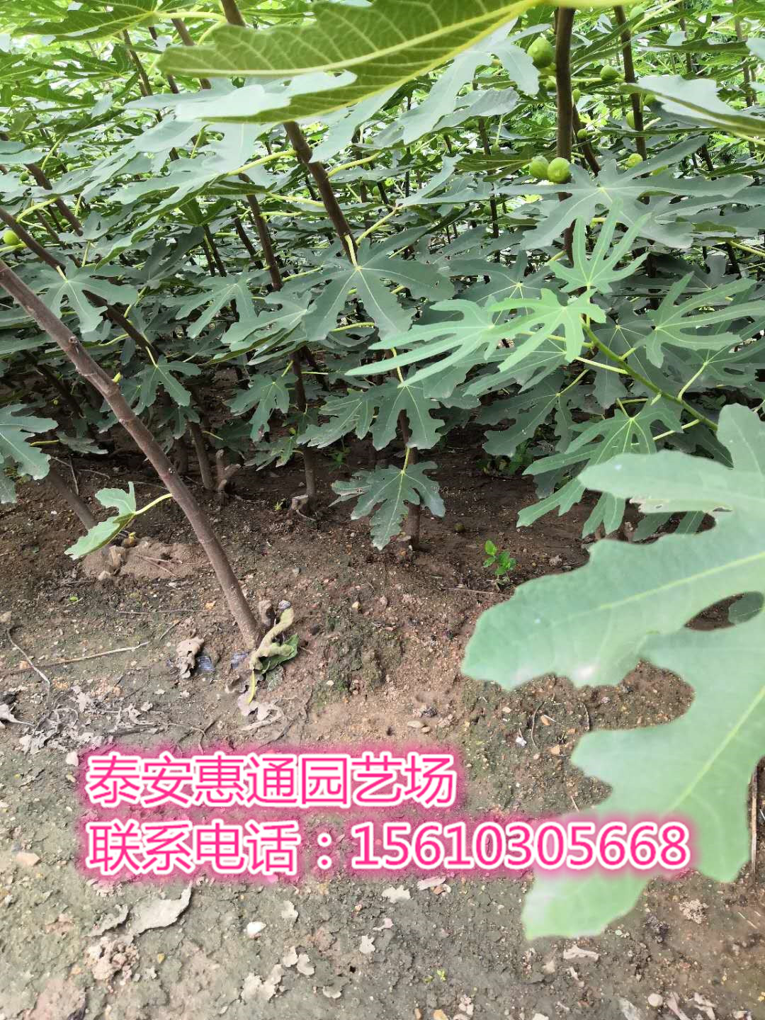 江西金傲芬無花果苗2017價格
