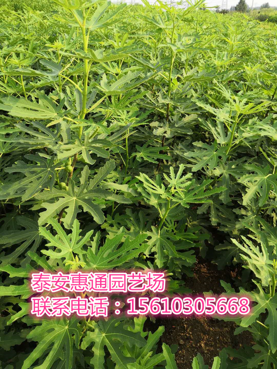 山東布蘭瑞克無花果苗有真的嗎
