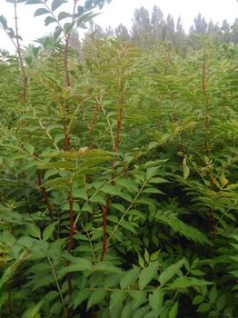 湖北孝感无刺花椒苗价格