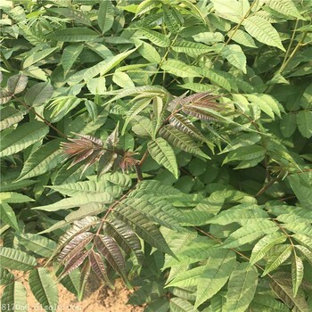 寧夏2公分香椿苗基地