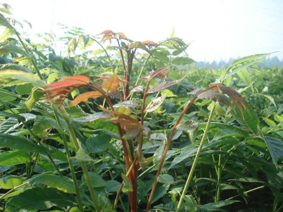 江苏红油香椿苗基地