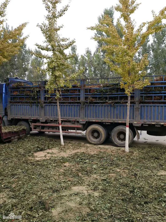 甘肅香椿苗報價基地