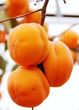 山西黑柿子樹苗價(jià)格