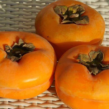 天津日本柿子樹苗價(jià)格