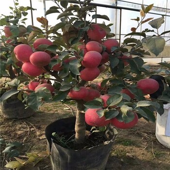 五代紅星蘋果樹苗出售價(jià)格