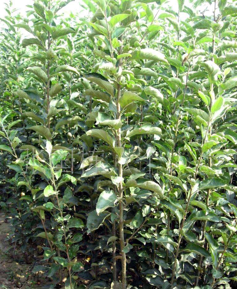五代紅星蘋(píng)果樹(shù)苗出售價(jià)格