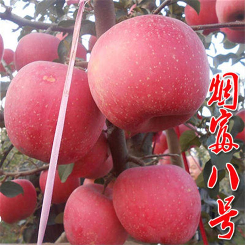 盆景維納斯黃金蘋果樹苗價格