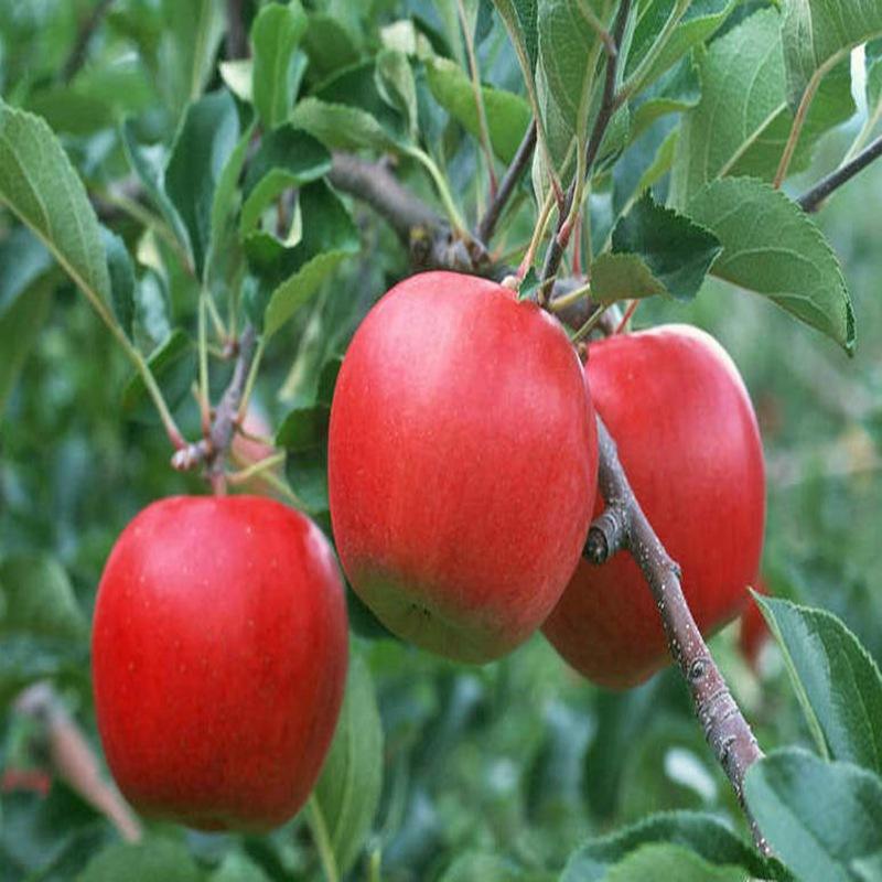 黑蘋果樹苗出售價(jià)格、黑蘋果樹苗出售價(jià)格是多少