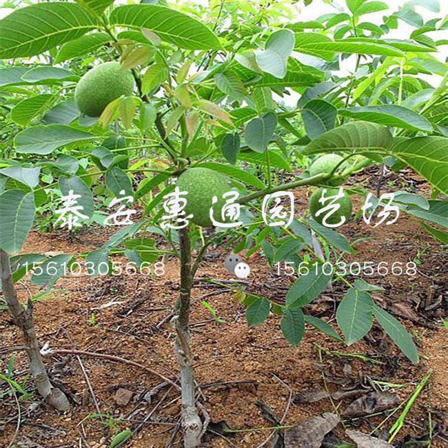 薄皮碧根果多少錢一棵、薄皮什么價格