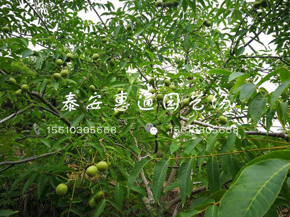 薄皮碧根果多少錢一棵、薄皮什么價格