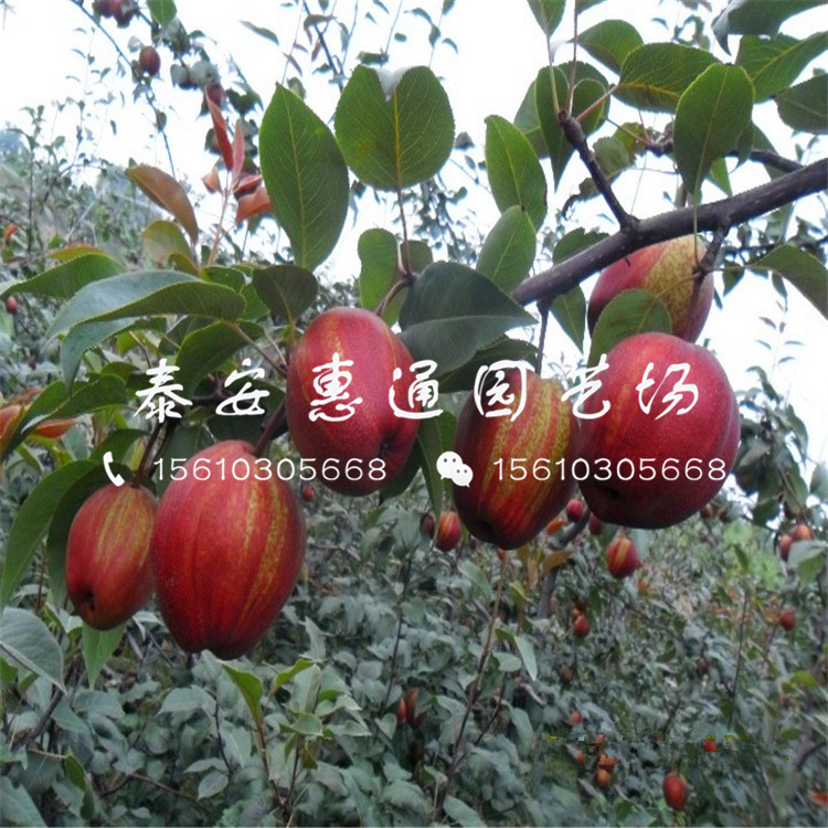 庫爾勒香梨樹苗出售價(jià)格是多少