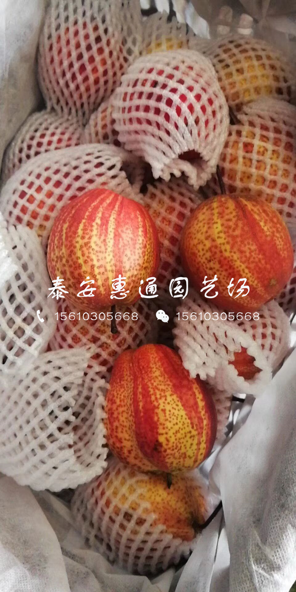 2019庫(kù)爾勒香梨樹苗價(jià)格