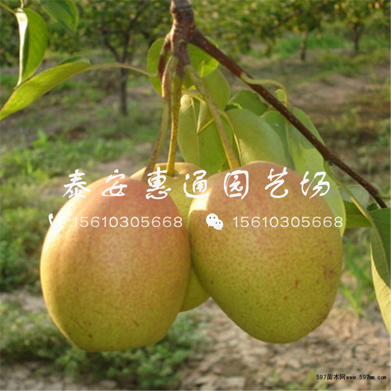 綠寶石梨樹苗批發(fā)價(jià)格、綠寶石梨樹苗批發(fā)基地