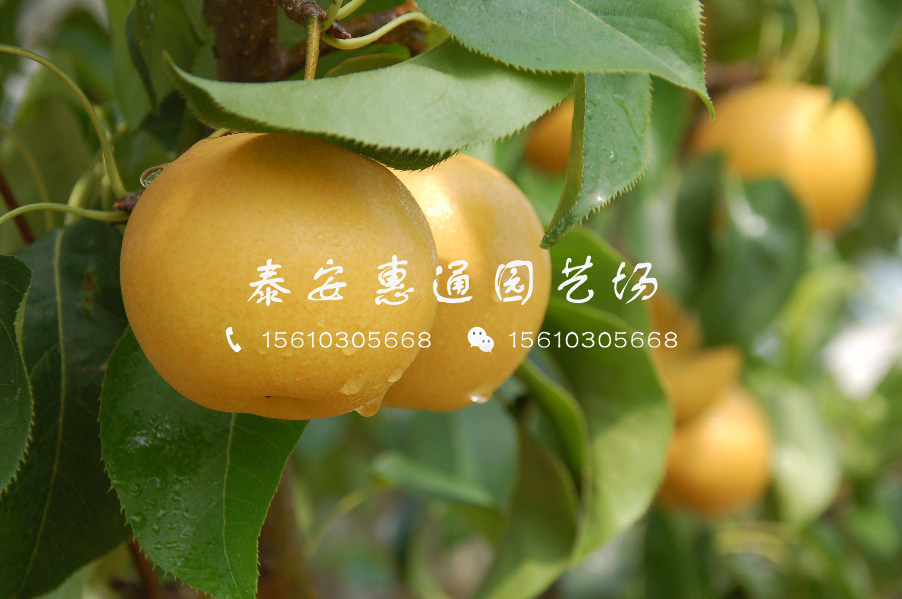 2019晚熟梨樹苗零售價格