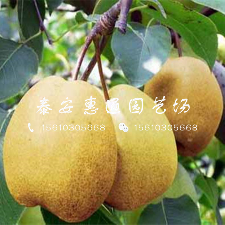 2019奧紅一號梨樹苗零售價格