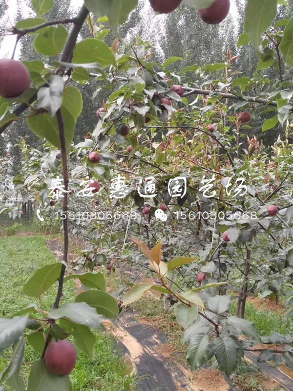 玉美人梨樹(shù)苗品種介紹