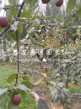 今年柱狀梨苗出售價(jià)格、今年柱狀梨苗出售報(bào)價(jià)