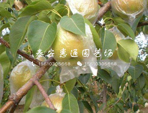 圓黃梨苗價格、圓黃梨苗報價