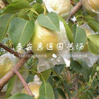 晚熟梨苗多少錢一棵