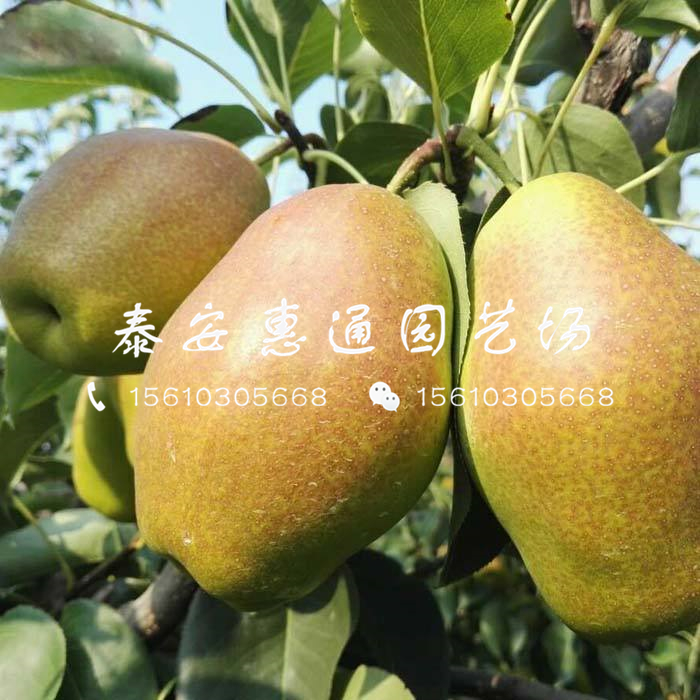 山東秋月梨苗出售價(jià)格、山東秋月梨苗出售報(bào)價(jià)
