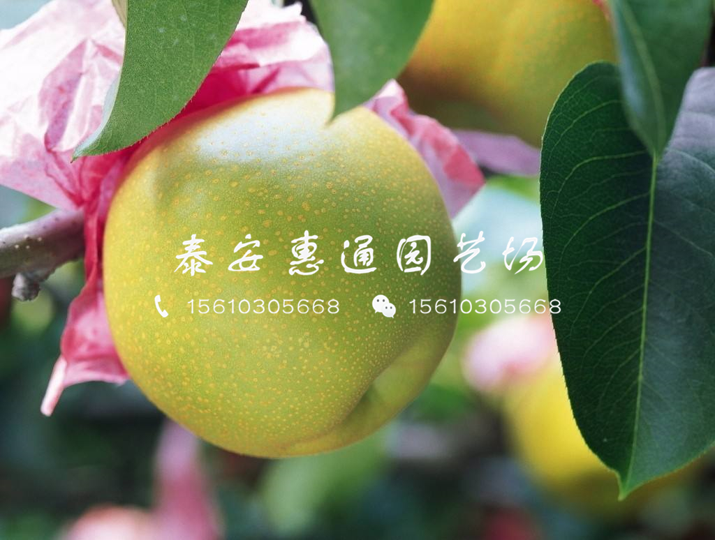 山東秋月梨苗出售價(jià)格、山東秋月梨苗出售報(bào)價(jià)