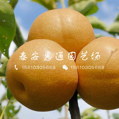 四公分梨樹苗什么行情、四公分梨樹苗什么價(jià)格