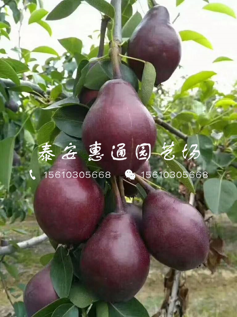 中梨4號梨樹苗價格